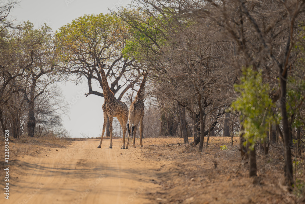 Afrikanische Tiere Giraffen im Busch vom Krüger National Park - Kruger Nationalpark Südafrika