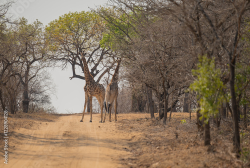 Obraz na płótnie Afrikanische Tiere Giraffen im Busch vom Krüger National Park - Kruger Nationalpark Südafrika w salonie