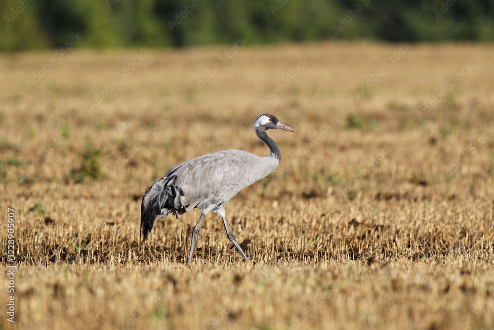 Crane on harvested cornfield, gray crane (Grus grus), bird migration, fall migration, Rügen-Bock region, Mecklenburg-Western Pomerania, Germany, Europe Crane on harvested cornfield, gray crane (Grus grus), bird migration, fall migration, Rügen-Bock region, Mecklenburg-Western Pomerania, Germany, Europe