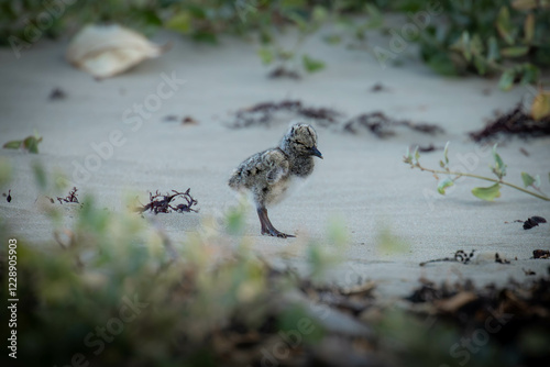 Oyster Catcher newly hatched chick. photo