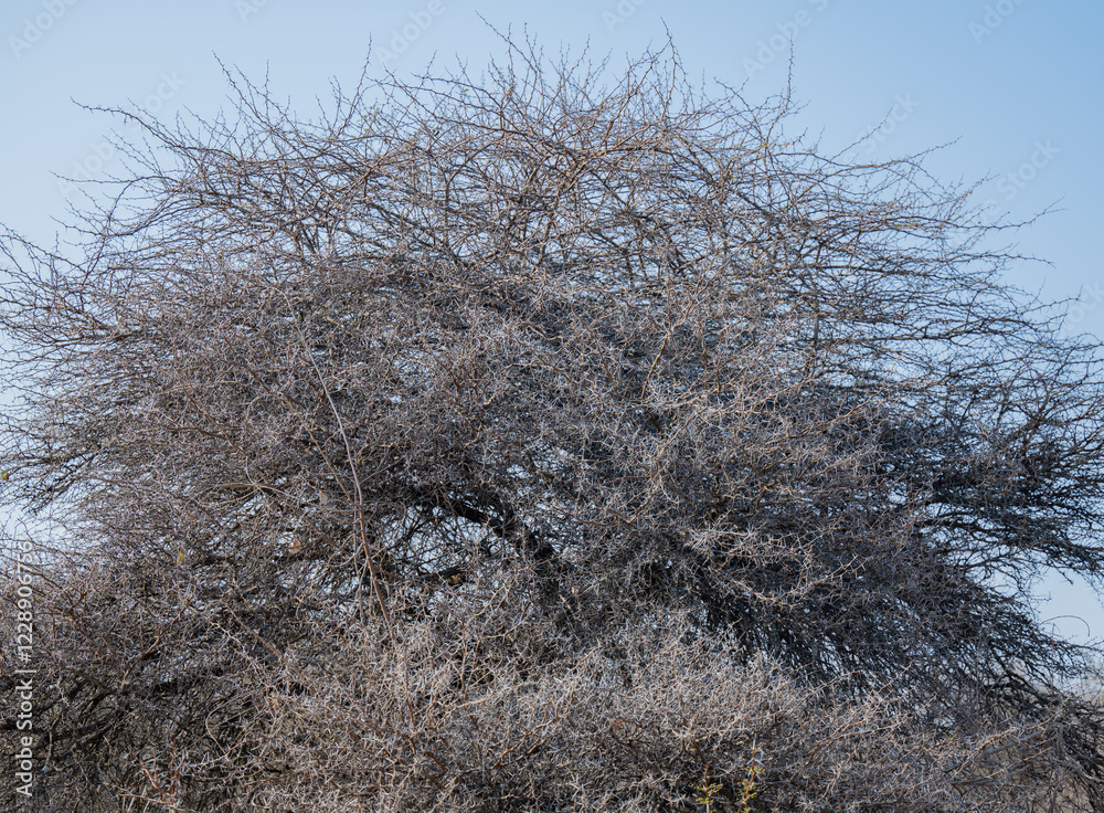 Akazienbusch mit Dornen im Krüger National Park - Kruger Nationalpark Südafrika