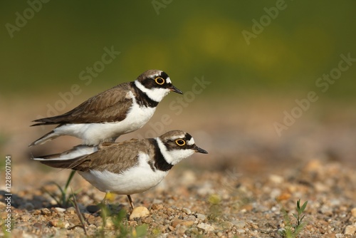 Little ringed plovers (Charadrius dubius), mating animal couple, Middle Elbe Biosphere Reserve, Dessau-Roßlau, Saxony-Anhalt, Germany, Europe photo