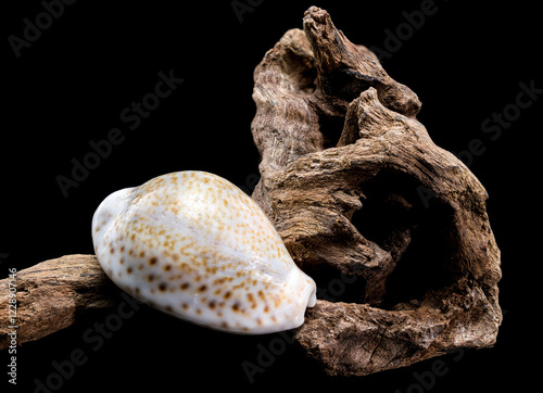Naria erosa cowry on driftwood  black background photo