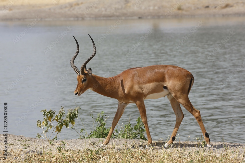 Fototapeta premium Impala (Aepyceros melampus), male by river, Tarangire National Park, Tanzania, Africa
