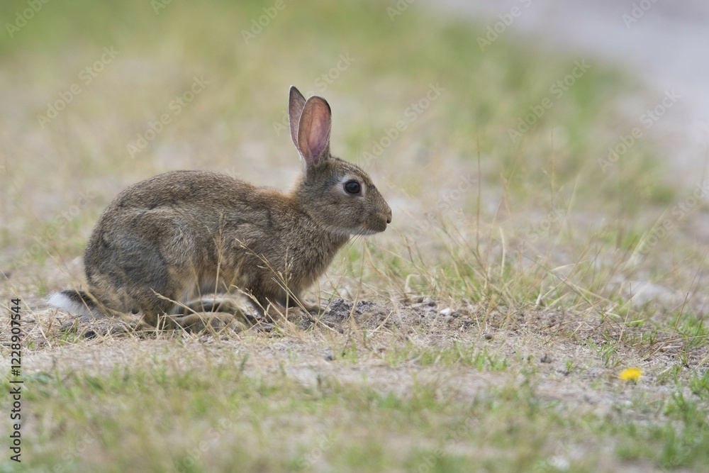 European rabbit (Oryctolagus cuniculus), young animal sits at the wayside, Emsland, Lower Saxony, Germany, Europe European rabbit (Oryctolagus cuniculus), young animal sits at the wayside, Emsland, Lower Saxony, Germany, Europe