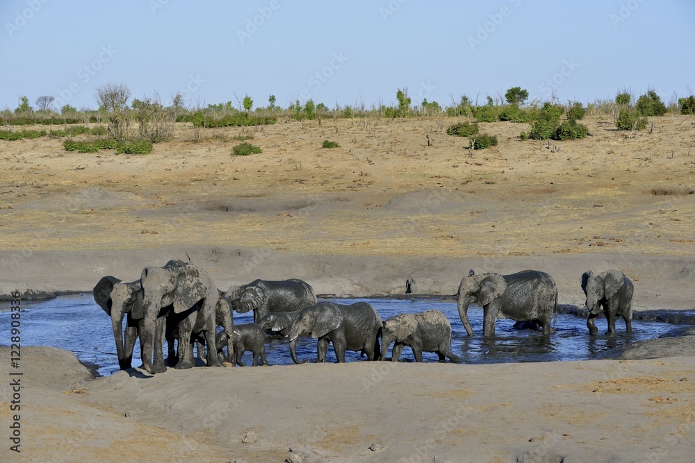 Obraz premium African bush elephants (Loxodonta africana), herd at Somalisa watering hole, Hwange National Park, Matabeleland North, Zimbabwe, Africa