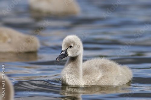 Fototapeta Naklejka Na Ścianę i Meble -  Black Swan, chick (Cygnus atratus)