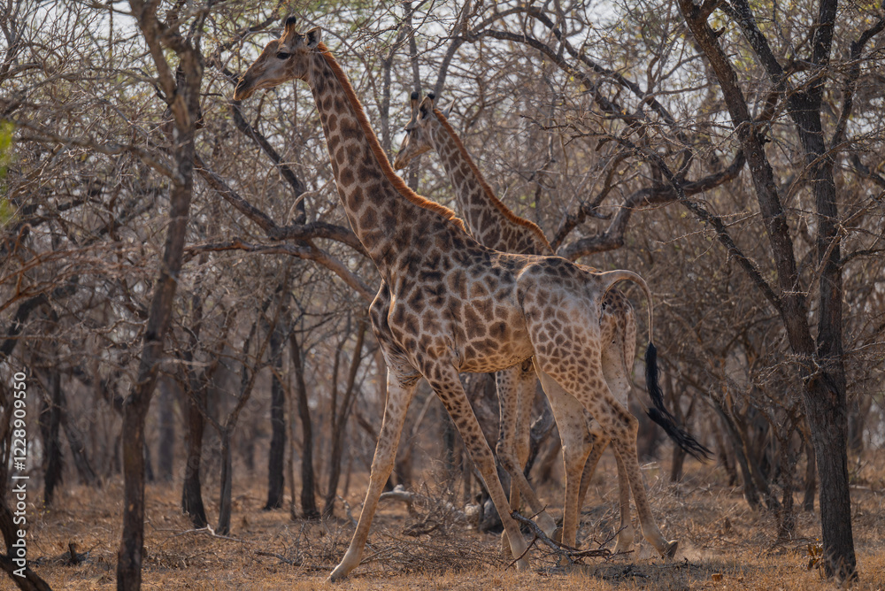 Afrikanische Tiere Giraffen im Busch vom Krüger National Park - Kruger Nationalpark Südafrika