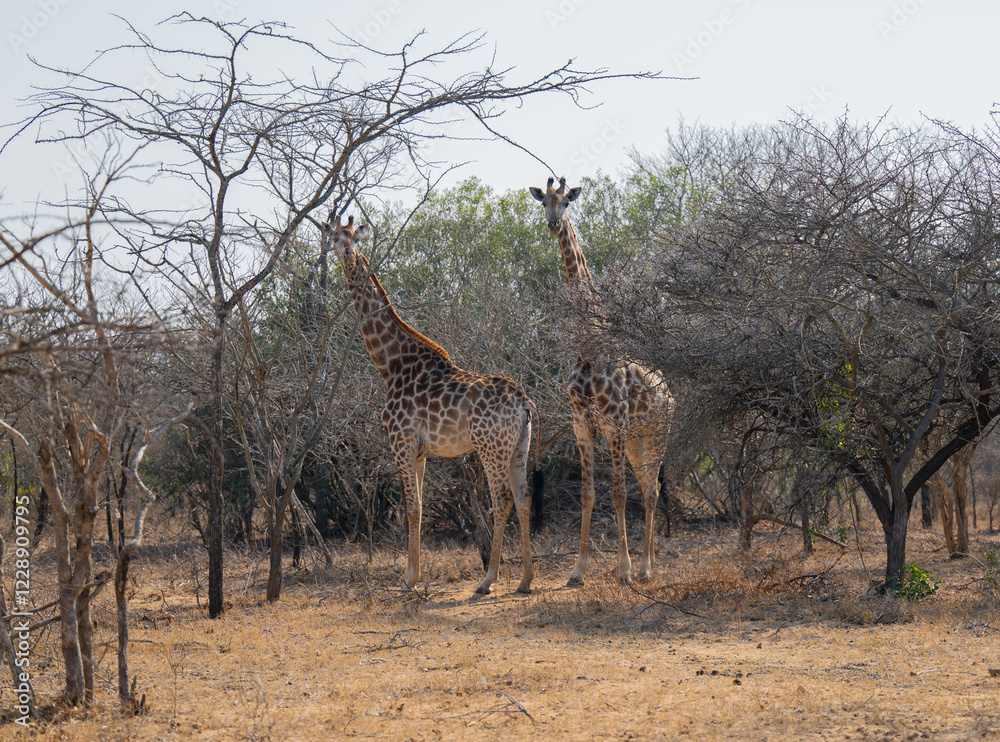 Afrikanische Tiere Giraffen im Busch vom Krüger National Park - Kruger Nationalpark Südafrika