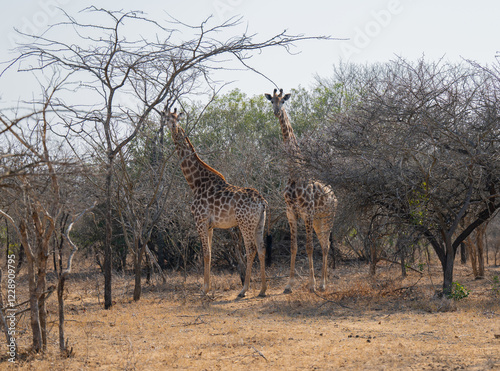 Obraz na płótnie Afrikanische Tiere Giraffen im Busch vom Krüger National Park - Kruger Nationalpark Südafrika w salonie
