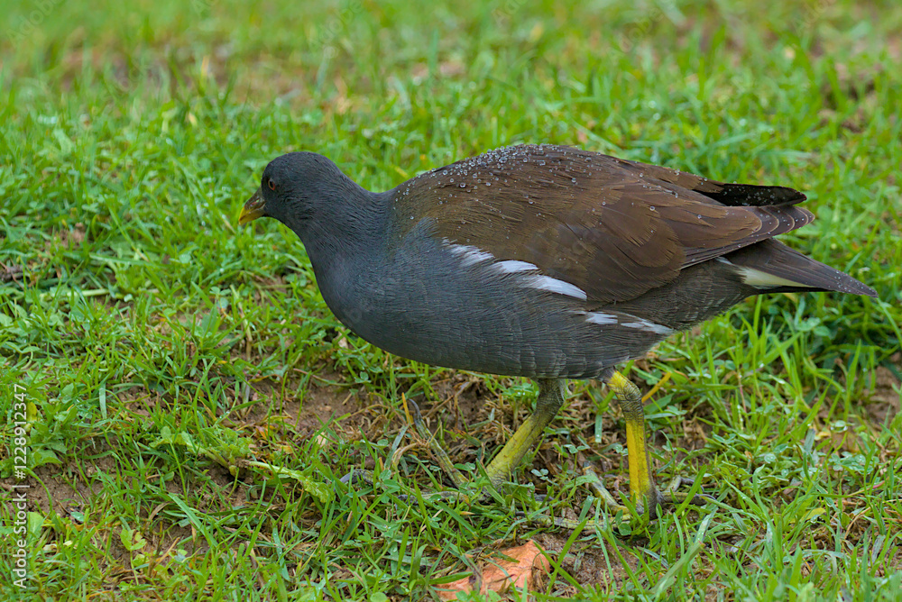 Obraz premium A moorhen walks on wet grass as raindrops glisten on its feathers. Its dark plumage contrasts with the bright green surroundings. Drops stick to her back, reflecting the light of the cloudy sky.