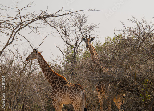 Afrikanische Tiere Giraffen im Busch vom Krüger National Park - Kruger Nationalpark Südafrika