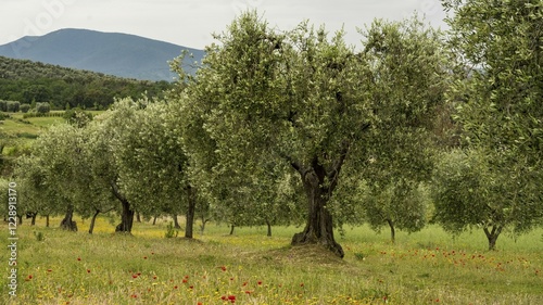 Old olive trees in an olive plantation, Veneto, Italy, Europe