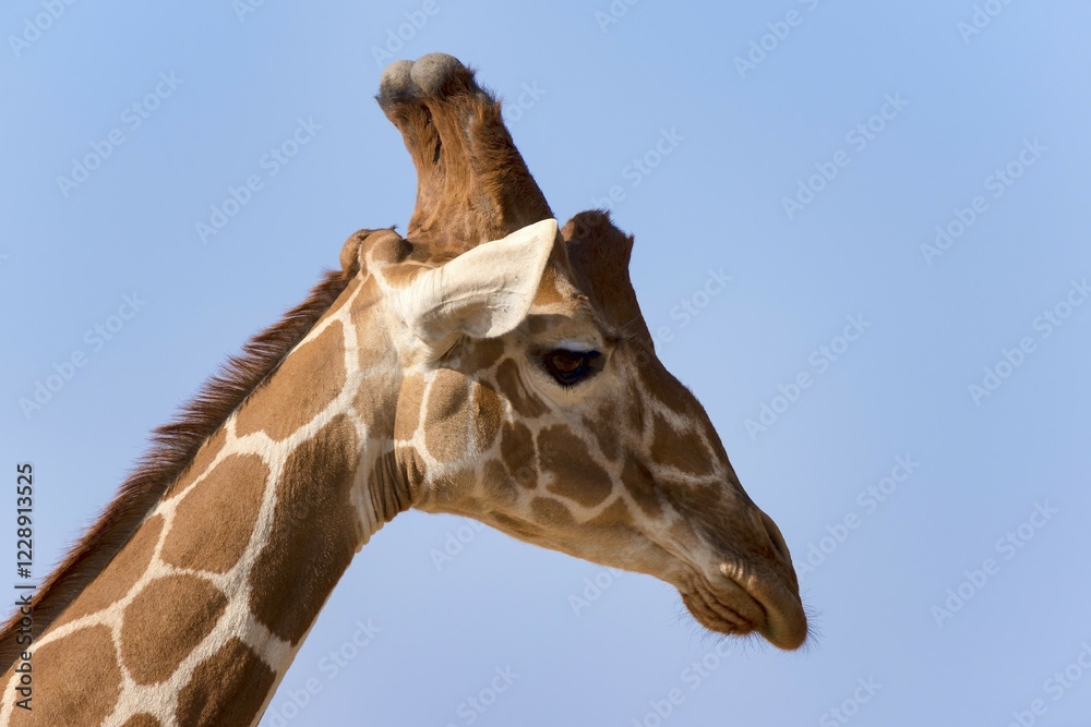 Reticulated giraffe or Somali giraffe (Giraffa reticulata camelopardalis), portrait, Samburu National Reserve, Kenya, Africa Reticulated giraffe or Somali giraffe (Giraffa reticulata camelopardalis), portrait, Samburu National Reserve, Kenya, Africa