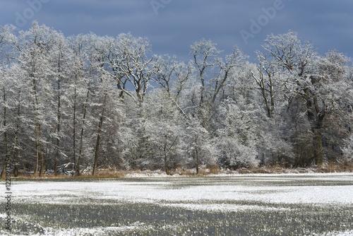 Winter landscape, Mönchbruch nature reserve, Mönchwiesen, Mörfelden-Walldorf, Hesse, Germany, Europe photo