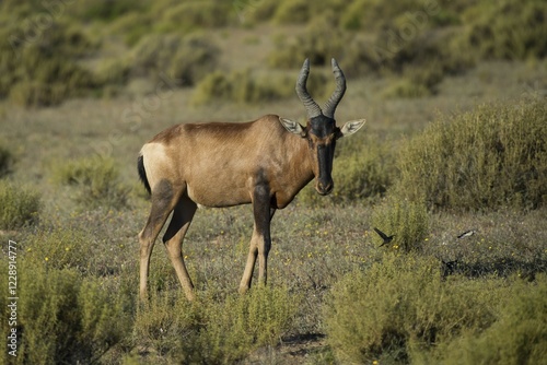 Red hartebeest (Alcelaphus buselaphus caama), Bushmans Kloof, private game reserve, Clanwilliam, Western Cape, South Africa, Africa photo