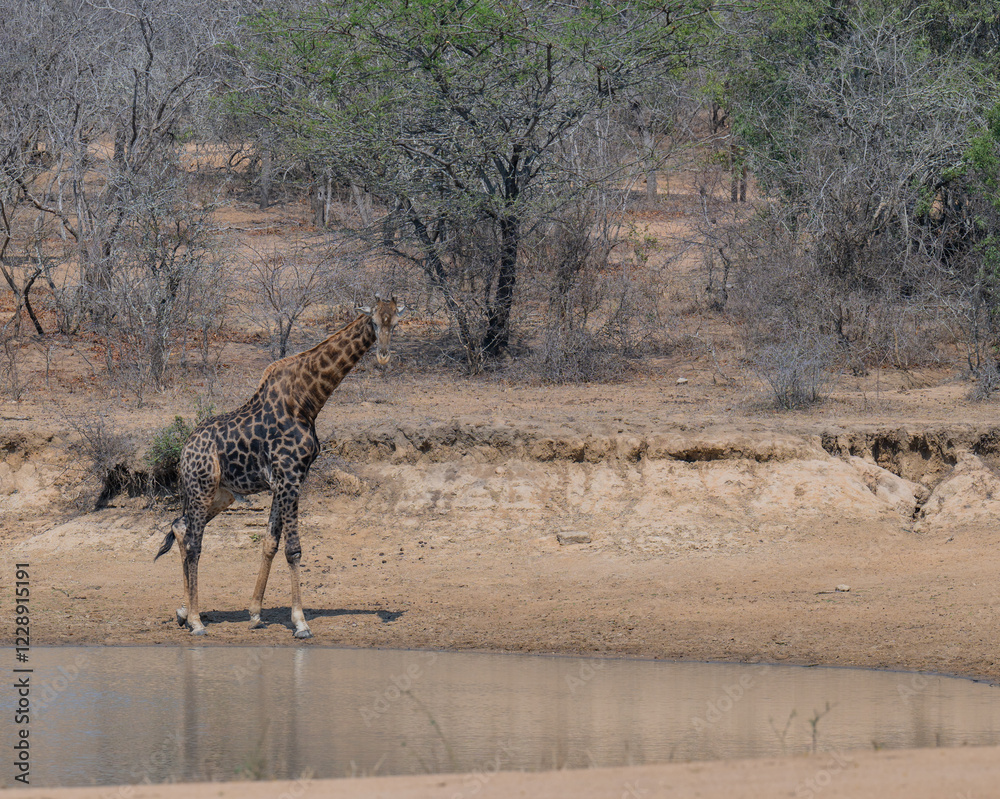Afrikanische Tiere Giraffe trink Wasser am Wasserloch im Krüger National Park - Kruger Nationalpark Südafrika