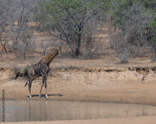 Afrikanische Tiere Giraffe trink Wasser am Wasserloch im Krüger National Park - Kruger Nationalpark Südafrika