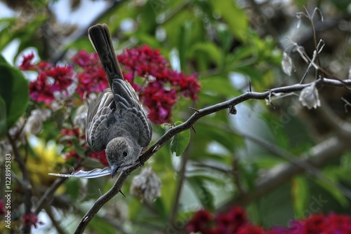 Yucatan flycatcher (myiarchus yucatanensis), nest-building, Corozal District, Belize, Central America photo