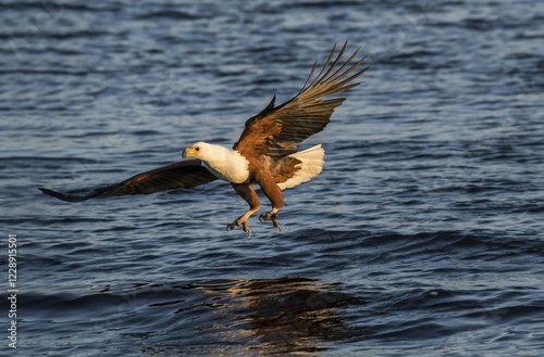 African fish eagle (Haliaeetus vocifer) while fishing, approach, Chobe River, Chobe National Park, Botswana, Africa photo