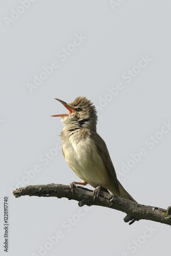 Great Reed Warbler (Acrocephalus arundinaceus) photo