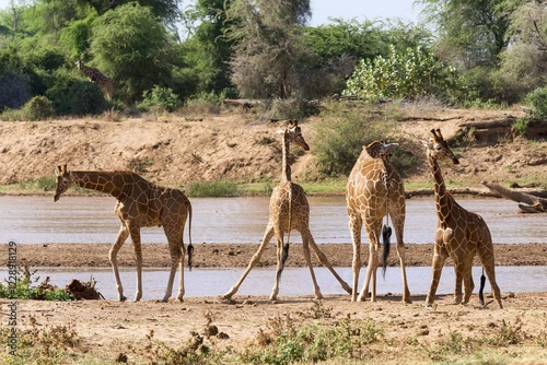 Reticulated giraffes or Somali giraffes (Giraffa reticulata camelopardalis) by river, Samburu National Reserve, Kenya, Africa photo