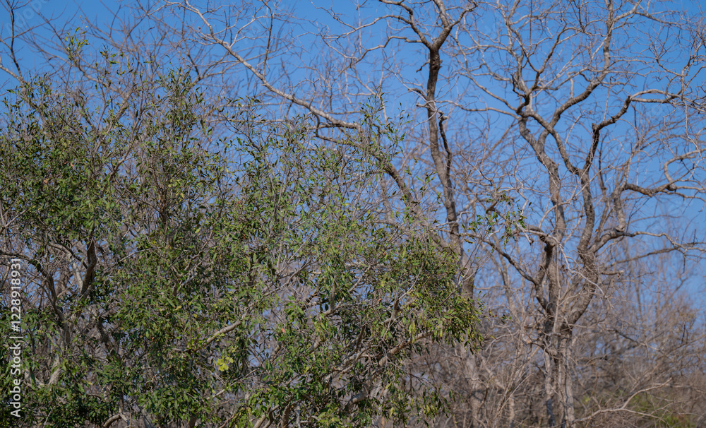 Euclea Schakalbeere ist ein Baum der Ebenholzgewächse, im Krüger National Park - Kruger Nationalpark Südafrika