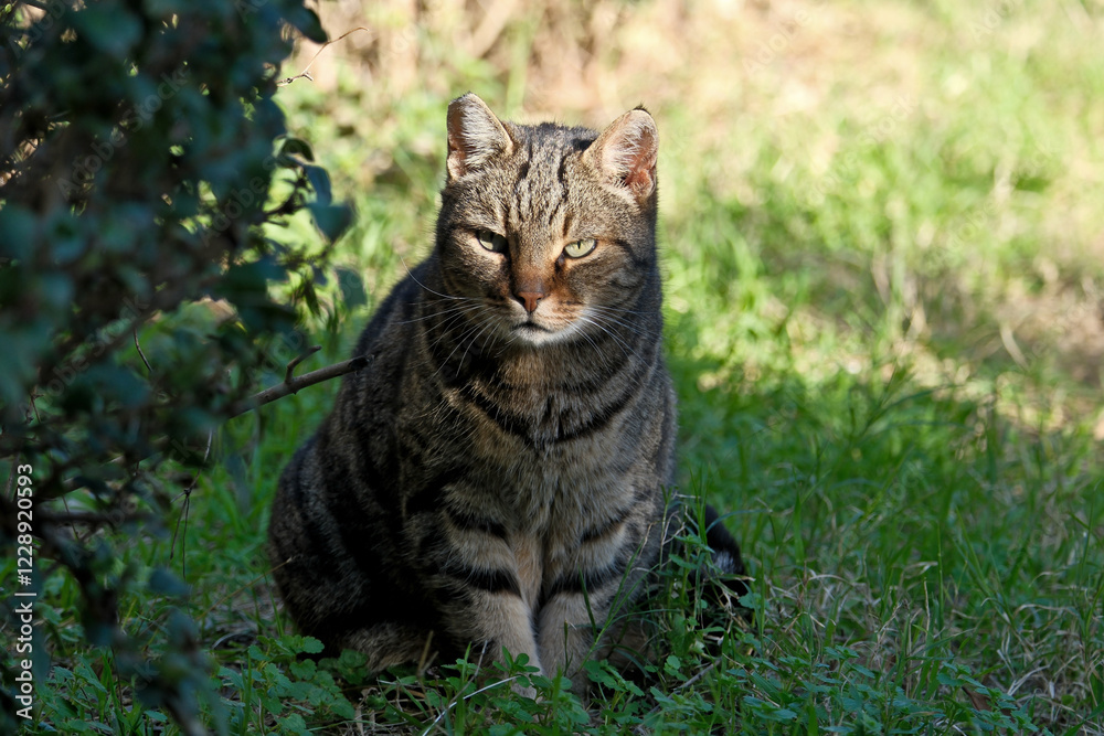 Tabby cat sitting on green grass in the garden in the shade of a tree. Tabby cat sitting on green grass in the garden in the shade of a tree.