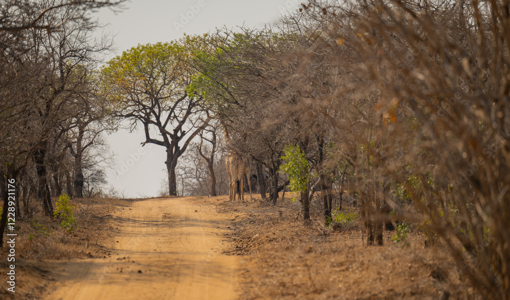 Afrikanische Tiere Giraffen im Busch vom Krüger National Park - Kruger Nationalpark Südafrika