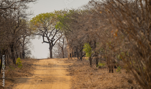 Obraz na płótnie Afrikanische Tiere Giraffen im Busch vom Krüger National Park - Kruger Nationalpark Südafrika w salonie