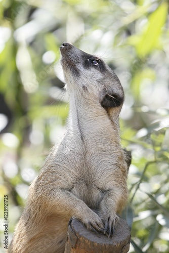 Meerkat (Suricata suricatta), captive
