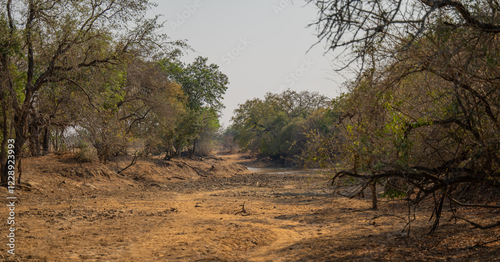 Landschaftsbild - Flora Botanik Busch im Krüger National Park - Kruger Nationalpark Südafrika