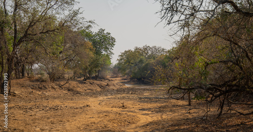 Obraz na płótnie Landschaftsbild - Flora Botanik Busch im Krüger National Park - Kruger Nationalpark Südafrika w salonie