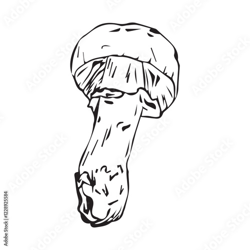 Flat illustration Polish mushroom, hand drawn in graphic style. Mushroom for design. Vector illustration