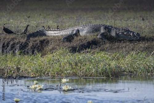 Nile crocodile (crocodilus niloticus) on the shore, Chobe National Park, Chobe River, Botswana, Africa photo