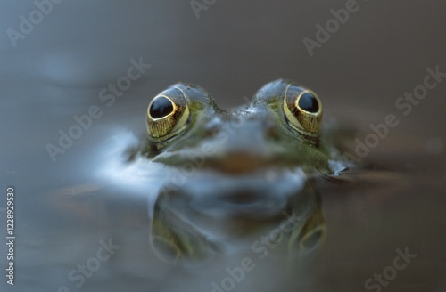 Edible Frog, North Rhine-Westphalia, Germany / (Rana esculenta)