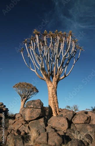 Quiver Tree, Keetmanshoop, Namibia (Aloe dichotoma)