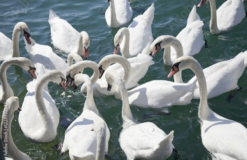 Fototapeta Naklejka Na Ścianę i Meble -  Mute swans (Cygnus olor) waiting for food, Lake Zurich, Zurich, Switzerland, Europe