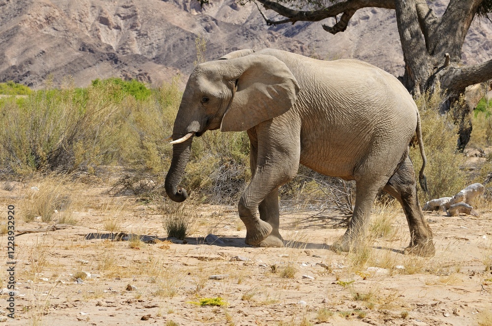 Fototapeta premium African bush elephant (Loxodonta africana) cow, Hoanib River, Kaokoland, Kaokoveld, Kunene regionNamibia