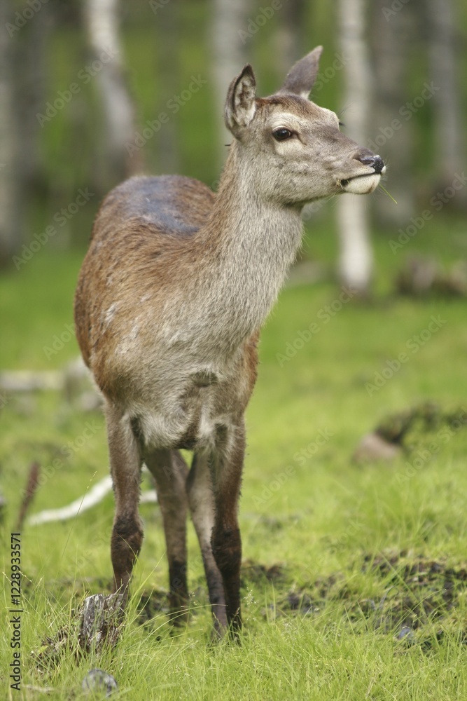 Red deer (Cervus elaphus), female, Norway, Scandinavia, Europe Red deer (Cervus elaphus), female, Norway, Scandinavia, Europe