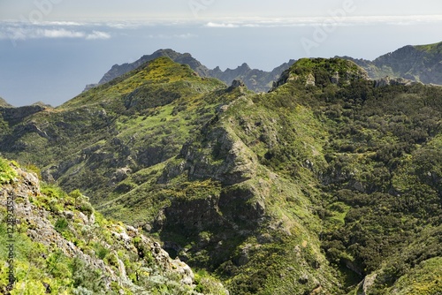 View of laurel forests and the the gorge of Chamorga, Tenerife, Canary Islands, Spain, Europe photo