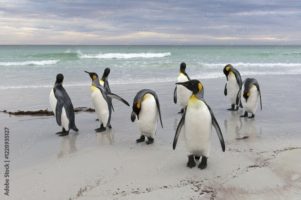 Obraz premium King Penguins (Aptenodytes patagonicus), Volunteer Point, East Falkland Islands, Falkland Islands, South America