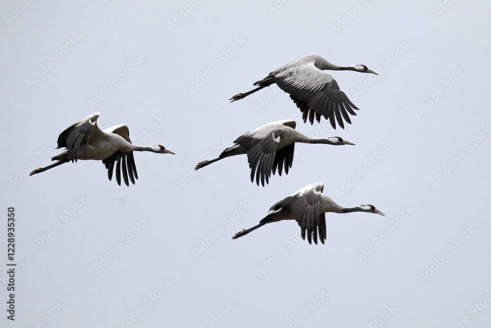 Cranes (Grus grus), flying in swarm, Western Pomerania Lagoon Area National Park, Mecklenburg-Western Pomerania, Germany, Europe Cranes (Grus grus), flying in swarm, Western Pomerania Lagoon Area National Park, Mecklenburg-Western Pomerania, Germany, Europe