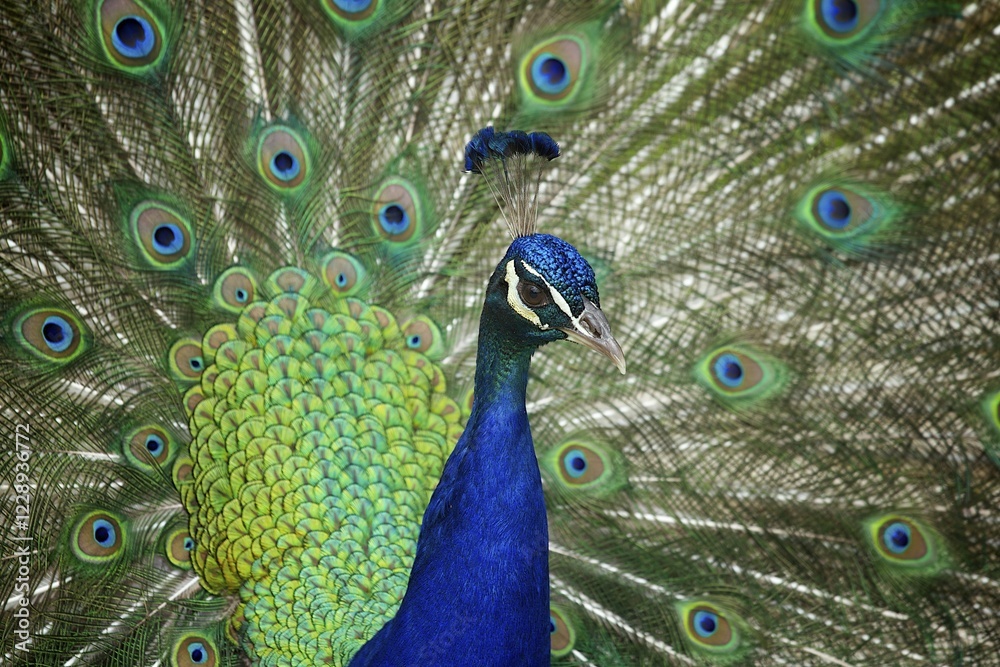 Obraz premium Indian peafowl (Pavo cristatus) doing a cartwheel, captive, Styria, Austria, Europe