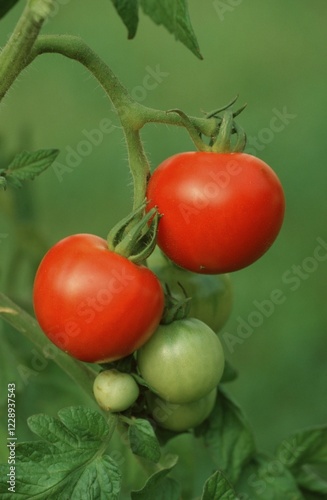 Tomatoes (Solanum lycopersicum)
