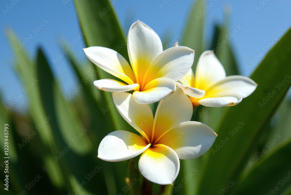 Fototapeta premium Close-up of vibrant Plumeria flowers