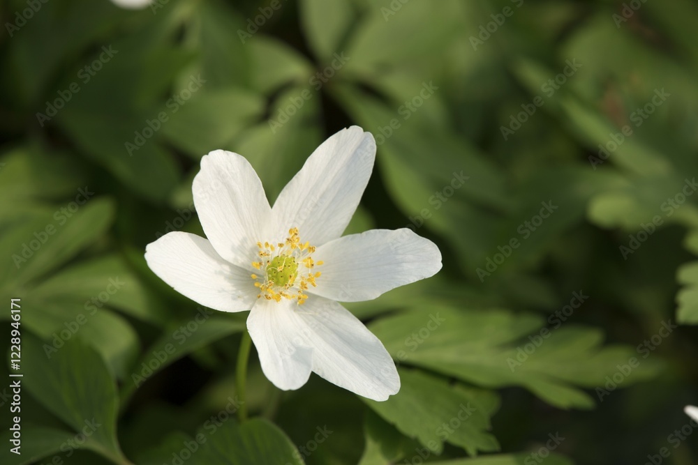 Wood Anemone (Anemone nemorosa), Saxony-Anhalt, Germany, Europe Wood Anemone (Anemone nemorosa), Saxony-Anhalt, Germany, Europe