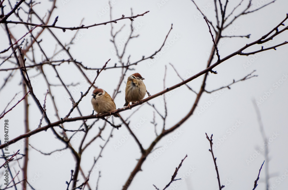 A pair of sparrows resting on a bare winter branch. Two sparrows perched calmly, serene mood, eye-level angle, natural light, winter setting, minimalistic composition, perfect for nature themes.