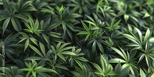Many small green Cannabis plants. KI generiert, generiert, AI generated