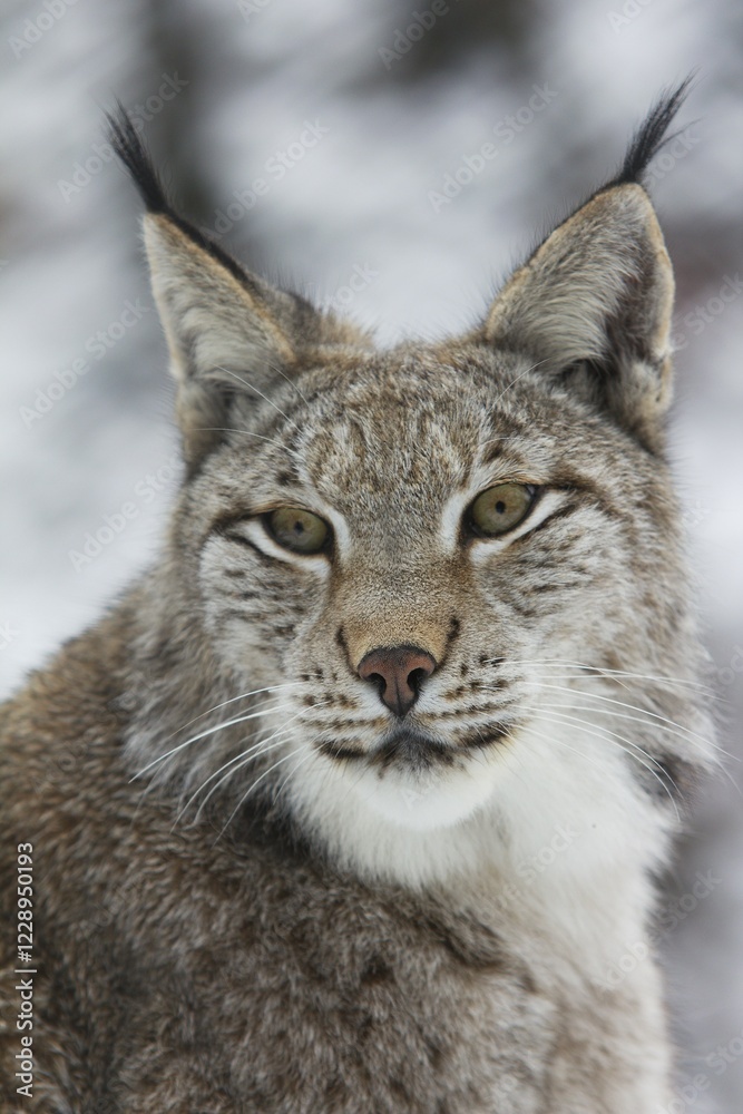 Eurasian lynx (Lynx lynx), portrait, captive, Arnsberger Wald, Sauerland, North Rhine-Westphalia, Germany, Europe Eurasian lynx (Lynx lynx), portrait, captive, Arnsberger Wald, Sauerland, North Rhine-Westphalia, Germany, Europe
